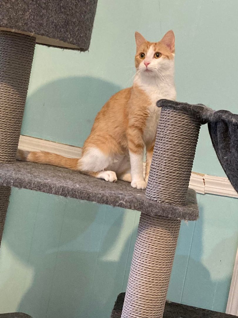 Noodles, a Adoptable Domestic Medium Hair in Dellslow, WV image 2/4