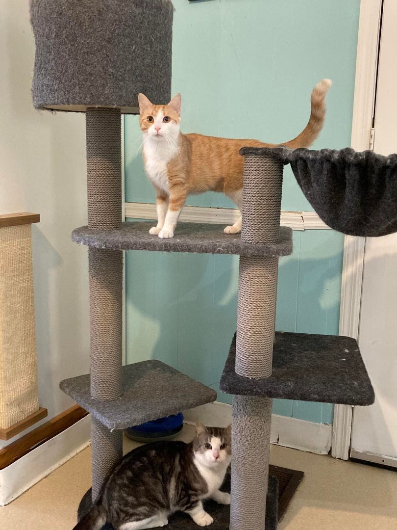 Noodles, a Adoptable Domestic Medium Hair in Dellslow, WV image 3/4