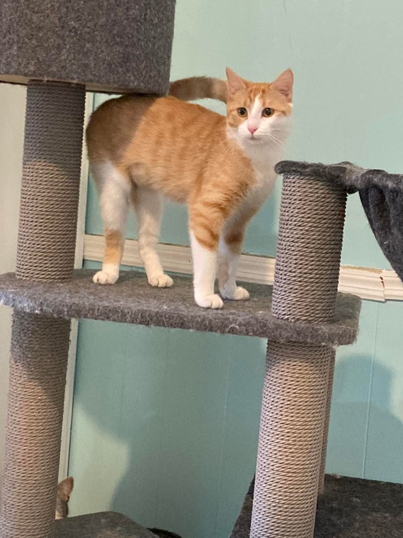 Noodles, a Adoptable Domestic Medium Hair in Dellslow, WV image 4/4