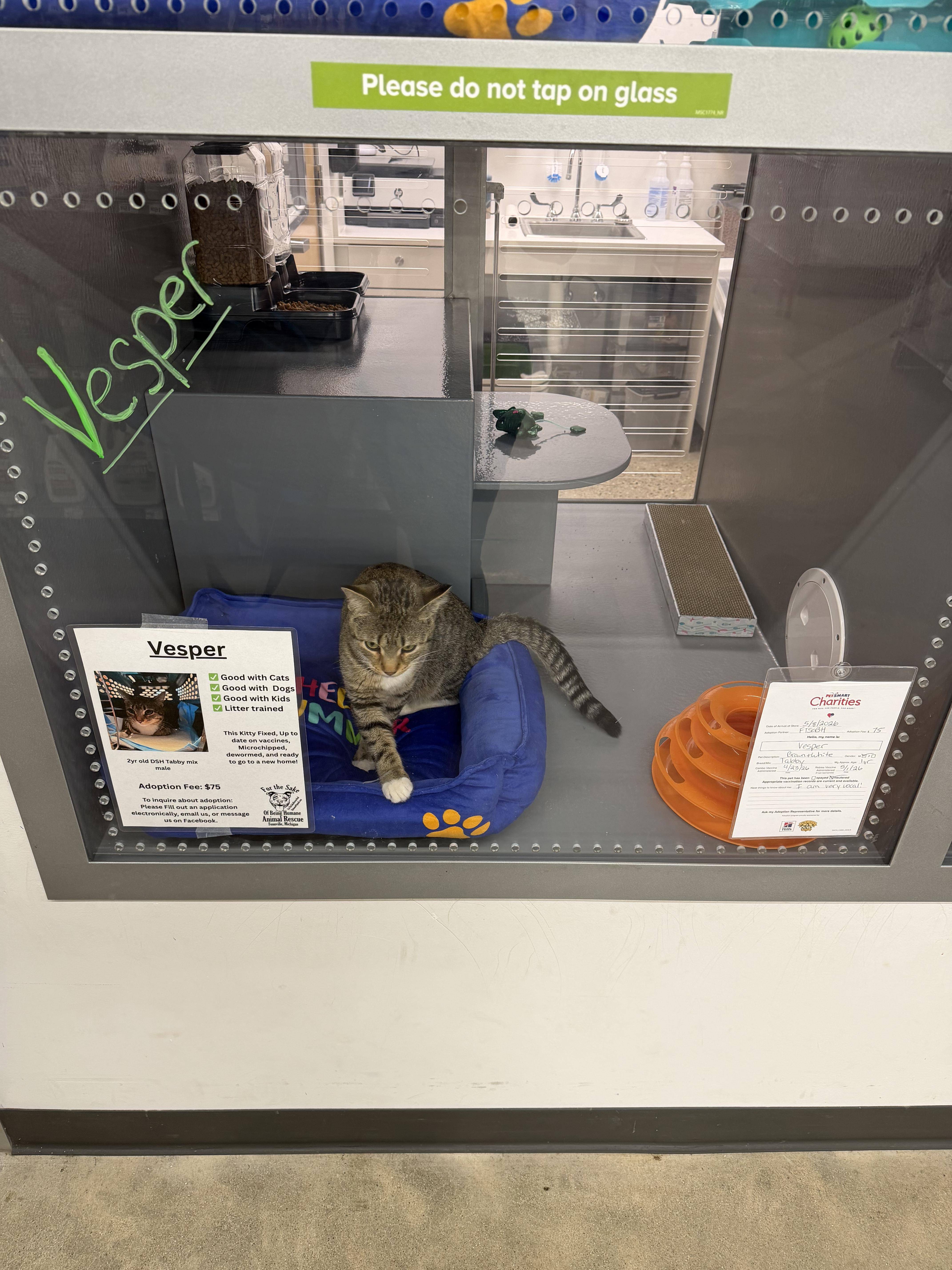 Enlarge Vesper, an adopted Tabby in fennville, MI image 2/3