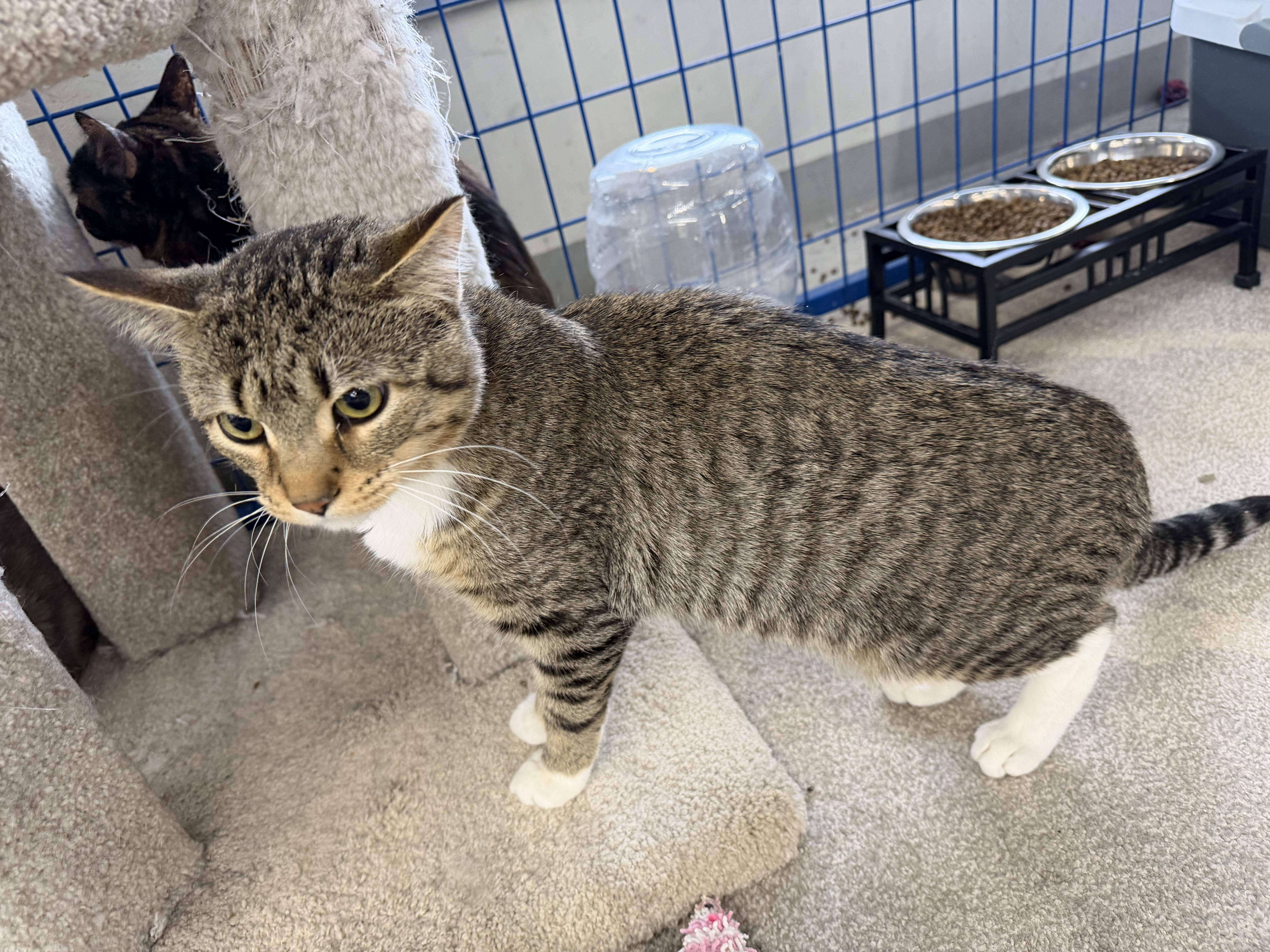 Enlarge Vesper, an adopted Tabby in fennville, MI image 3/3
