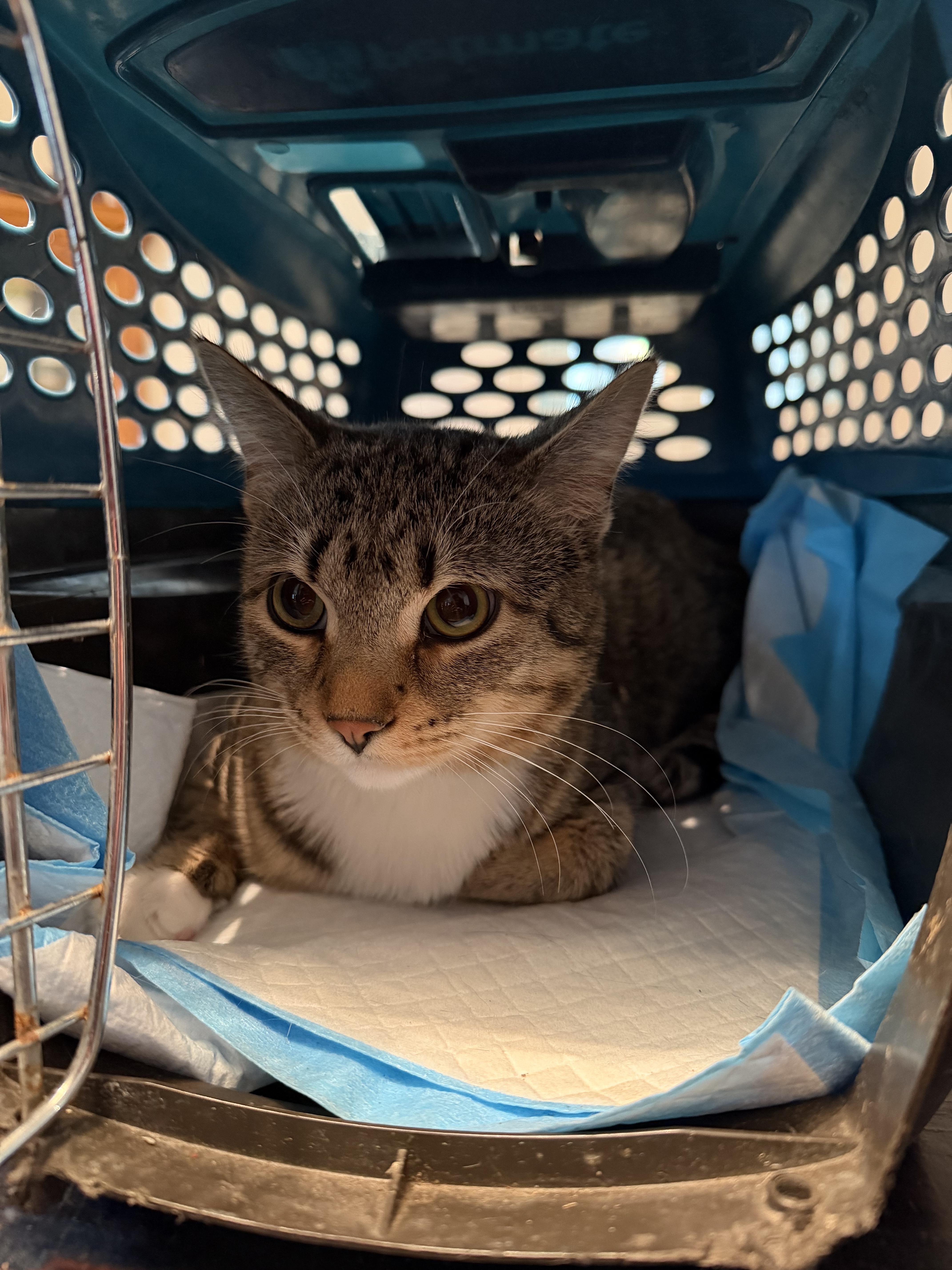 Vesper, adopted, Adult Male Tabby.