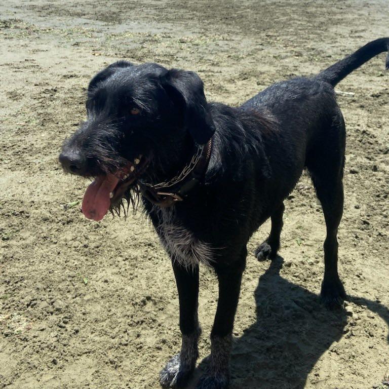 Juno Fayetteville, Arkansas, a Adoptable mixed breed in Santa Rosa, CA image 1/3