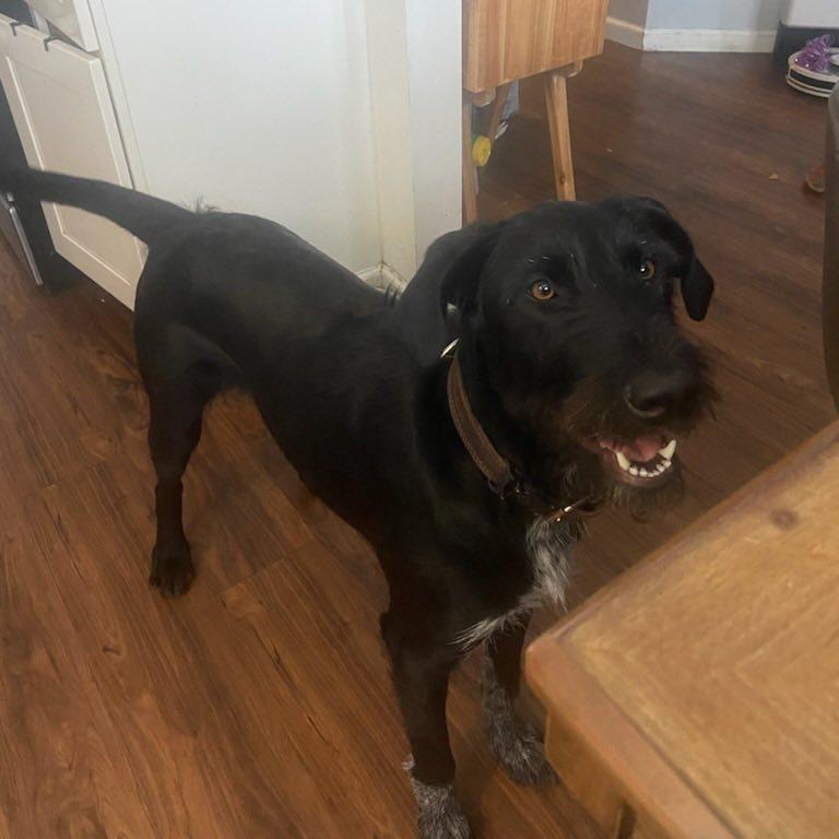 Juno Fayetteville, Arkansas, a Adoptable mixed breed in Santa Rosa, CA image 2/3