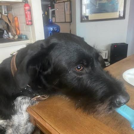Juno Fayetteville, Arkansas, a Adoptable mixed breed in Santa Rosa, CA image 3/3
