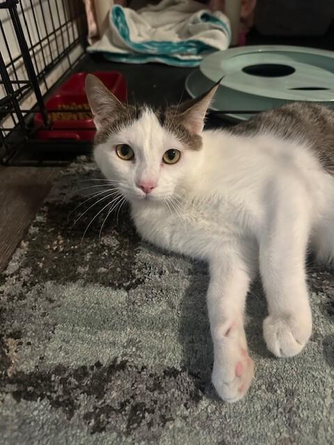 Optimus Prime, a Adoptable Domestic Short Hair in Fort Collins, CO image 1/4