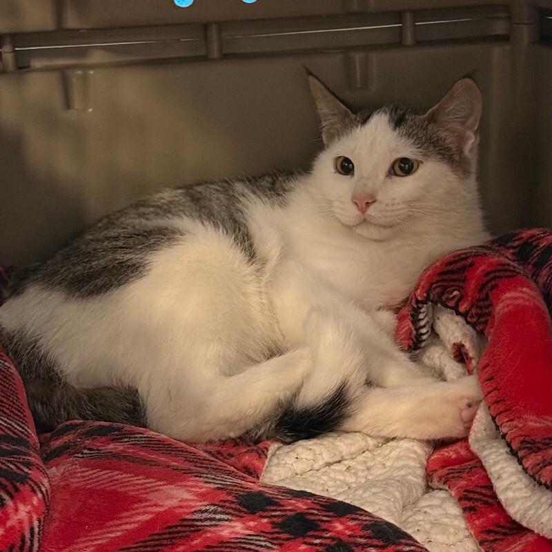 Optimus Prime, a Adoptable Domestic Short Hair in Fort Collins, CO image 3/4