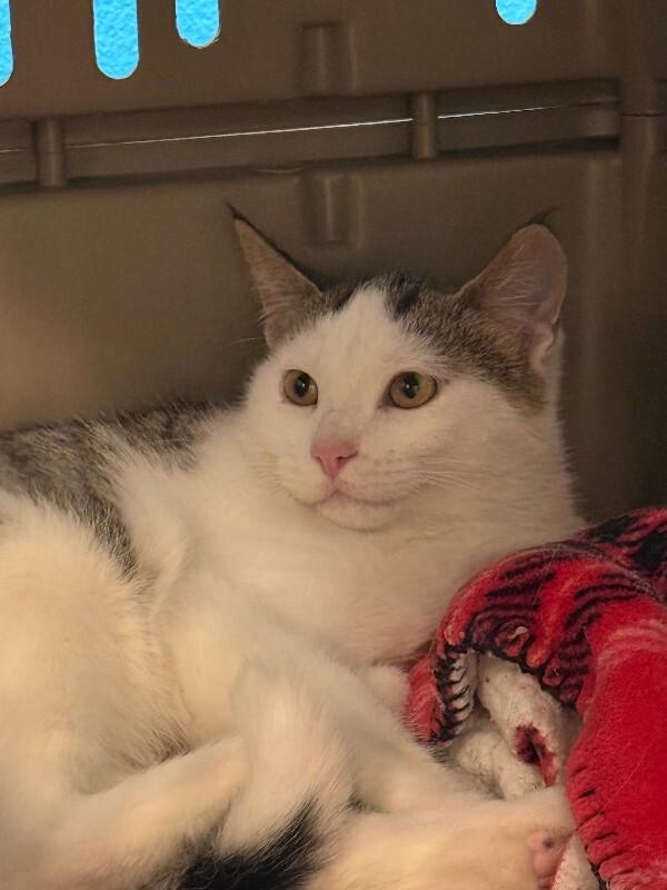 Optimus Prime, a Adoptable Domestic Short Hair in Fort Collins, CO image 4/4