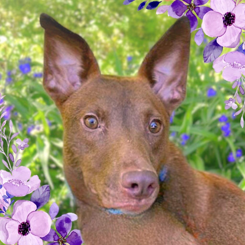 Hershey, Adoptable, Adult Female Mixed Breed.