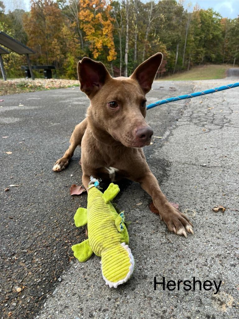 Enlarge Hershey, a Adoptable mixed breed in Lawrenceburg, TN image 2/6