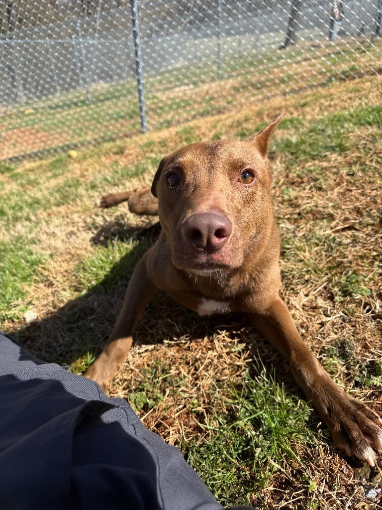 Hershey, a Adoptable mixed breed in Lawrenceburg, TN image 4/6