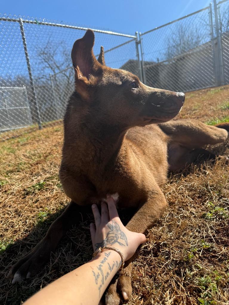 Enlarge Hershey, a Adoptable mixed breed in Lawrenceburg, TN image 2/6