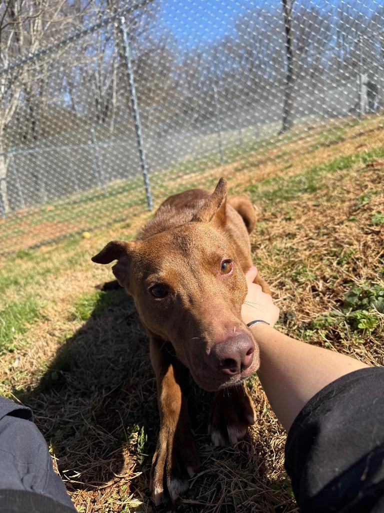 Enlarge Hershey, a Adoptable mixed breed in Lawrenceburg, TN image 4/6