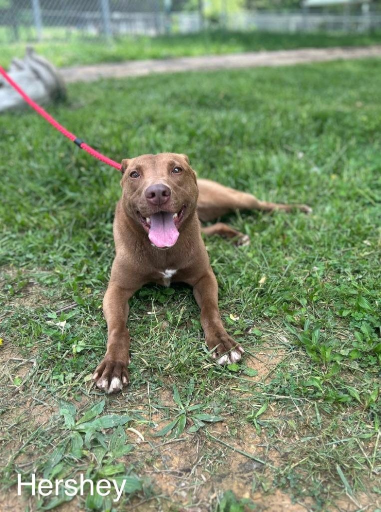 Enlarge Hershey, a Adoptable mixed breed in Lawrenceburg, TN image 6/6