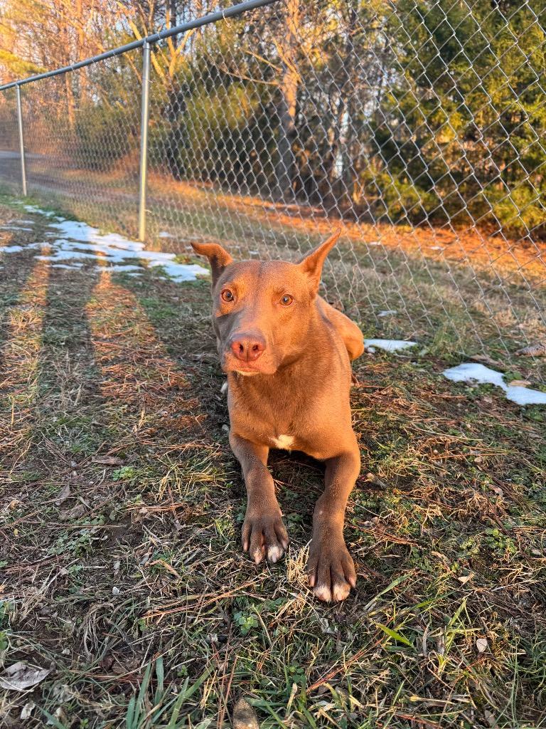 Enlarge Hershey, a Adoptable mixed breed in Lawrenceburg, TN image 6/6