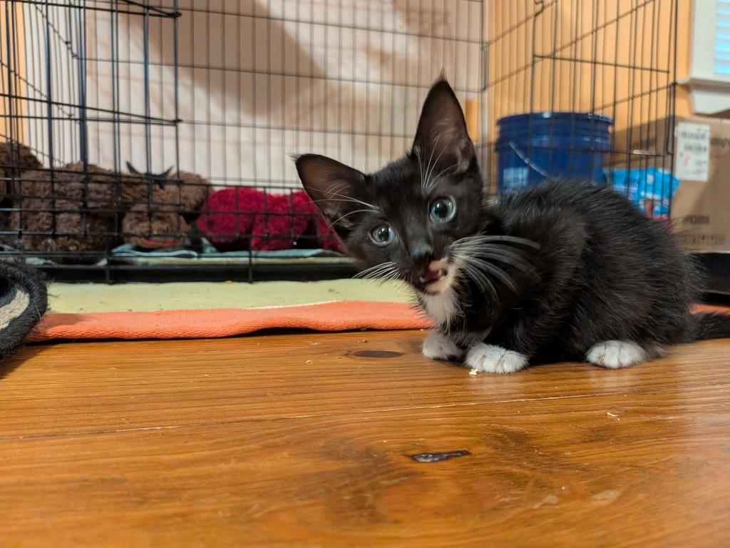 Dash (Hades) IN FOSTER, Adoptable, Kitten Male Domestic Short Hair.