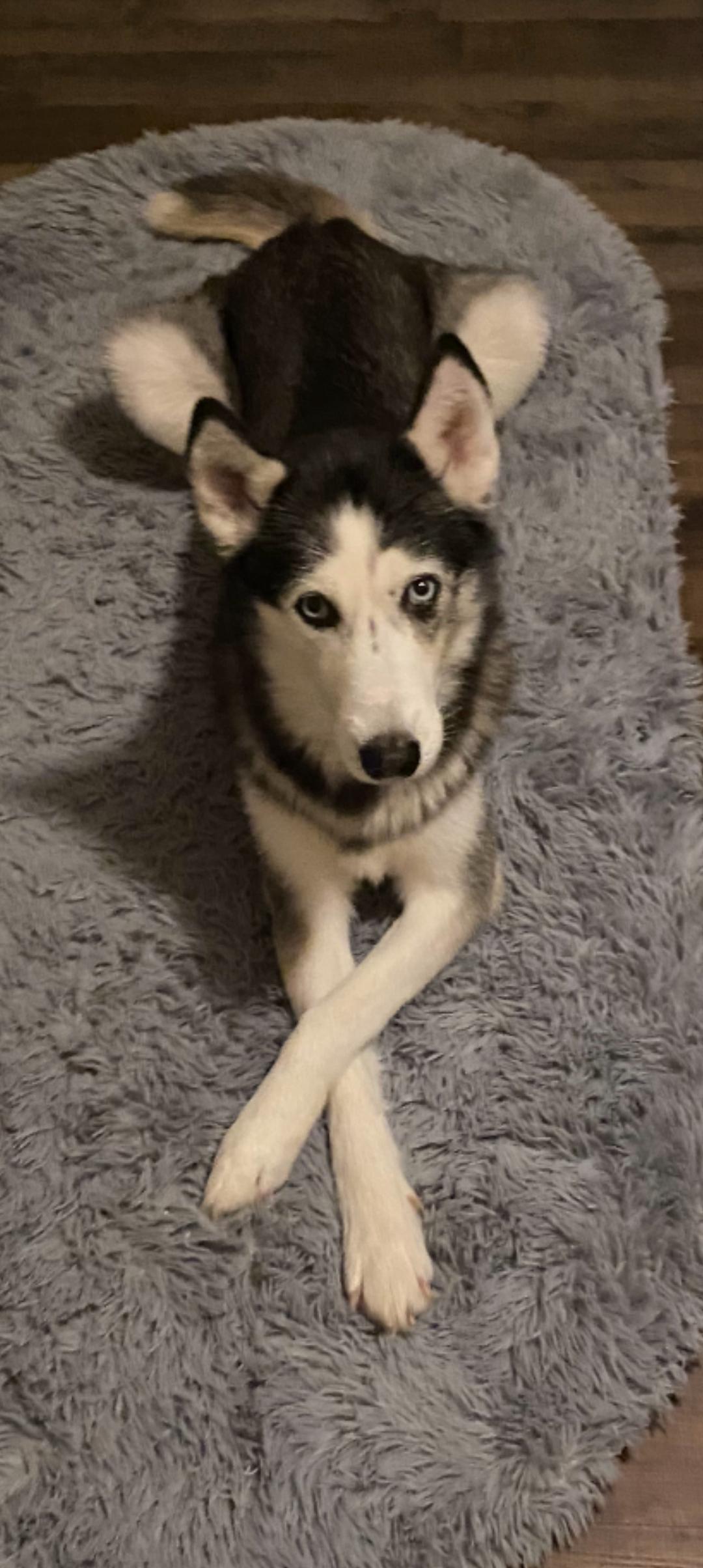 Juno, Adopted, Adult Female Husky & German Shepherd Dog.