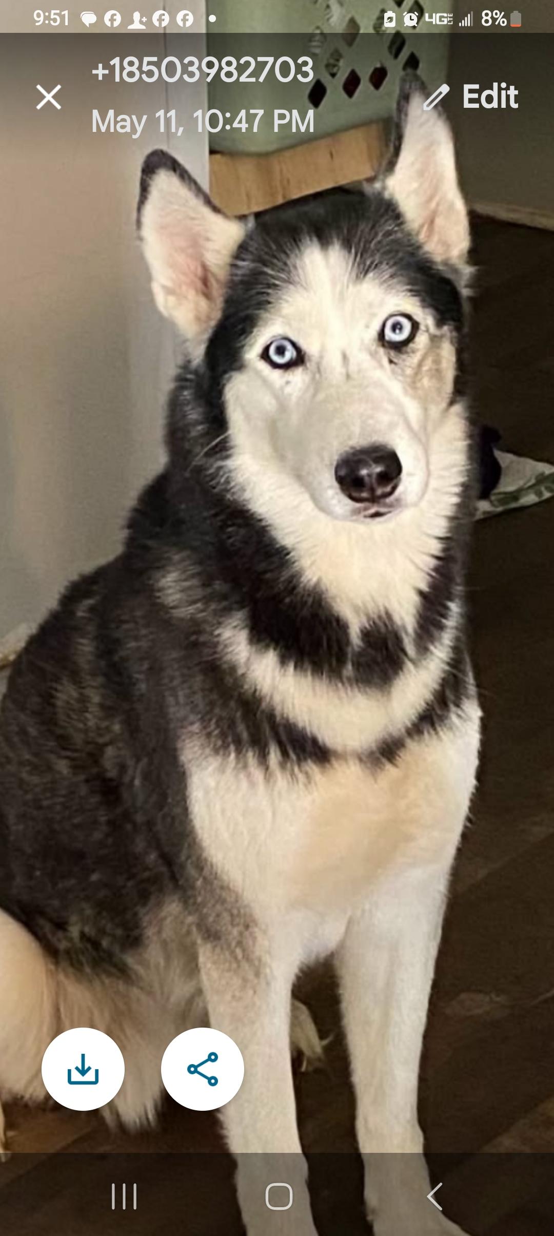 Juno, Adopted, Adult Female Husky & German Shepherd Dog.
