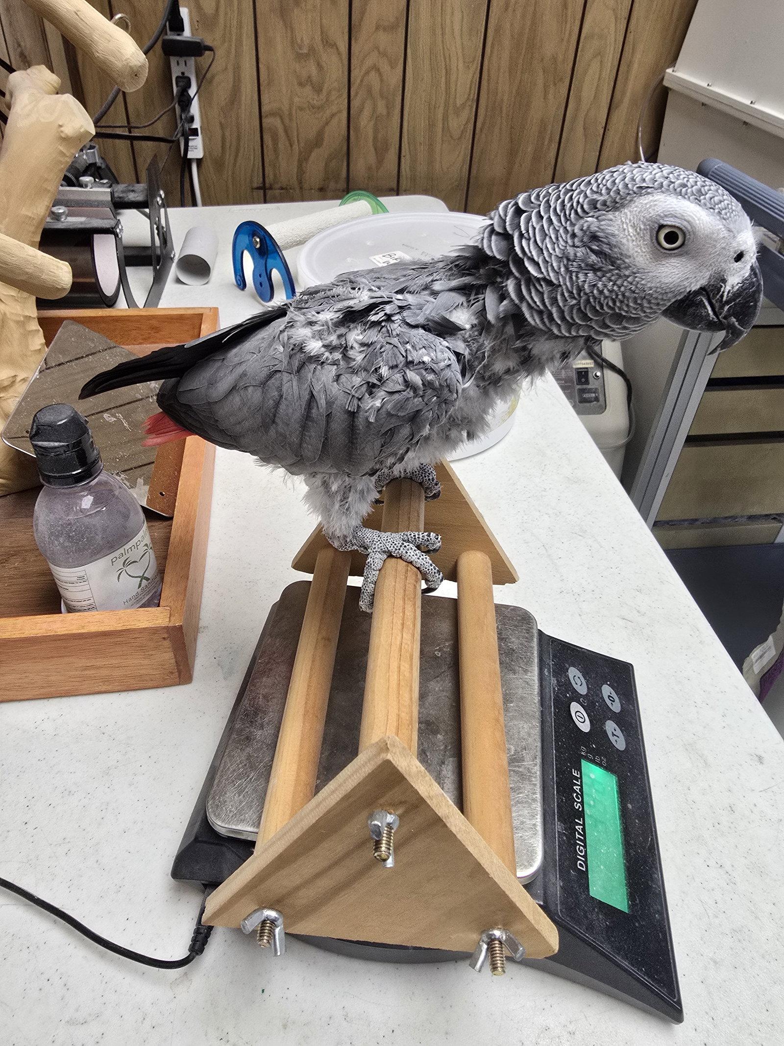 Enlarge Pepper, a Adoptable African Grey in Inverness, FL image 1/3