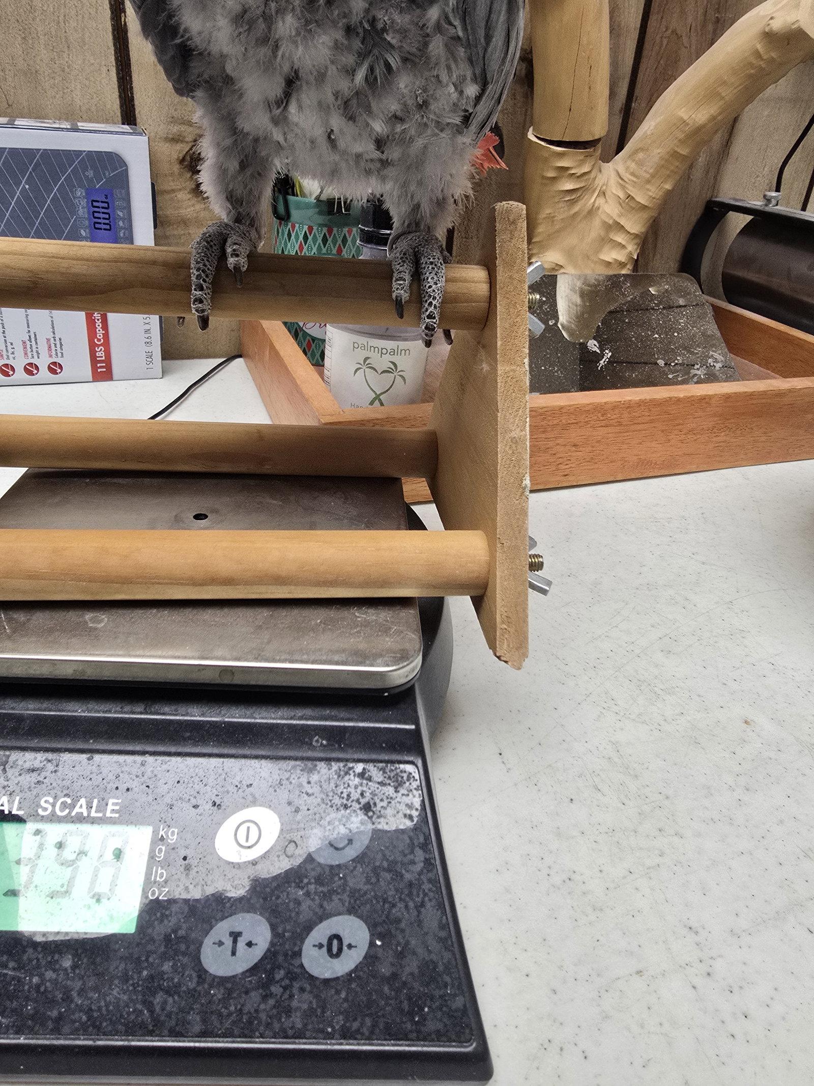 Enlarge Pepper, a Adoptable African Grey in Inverness, FL image 2/3