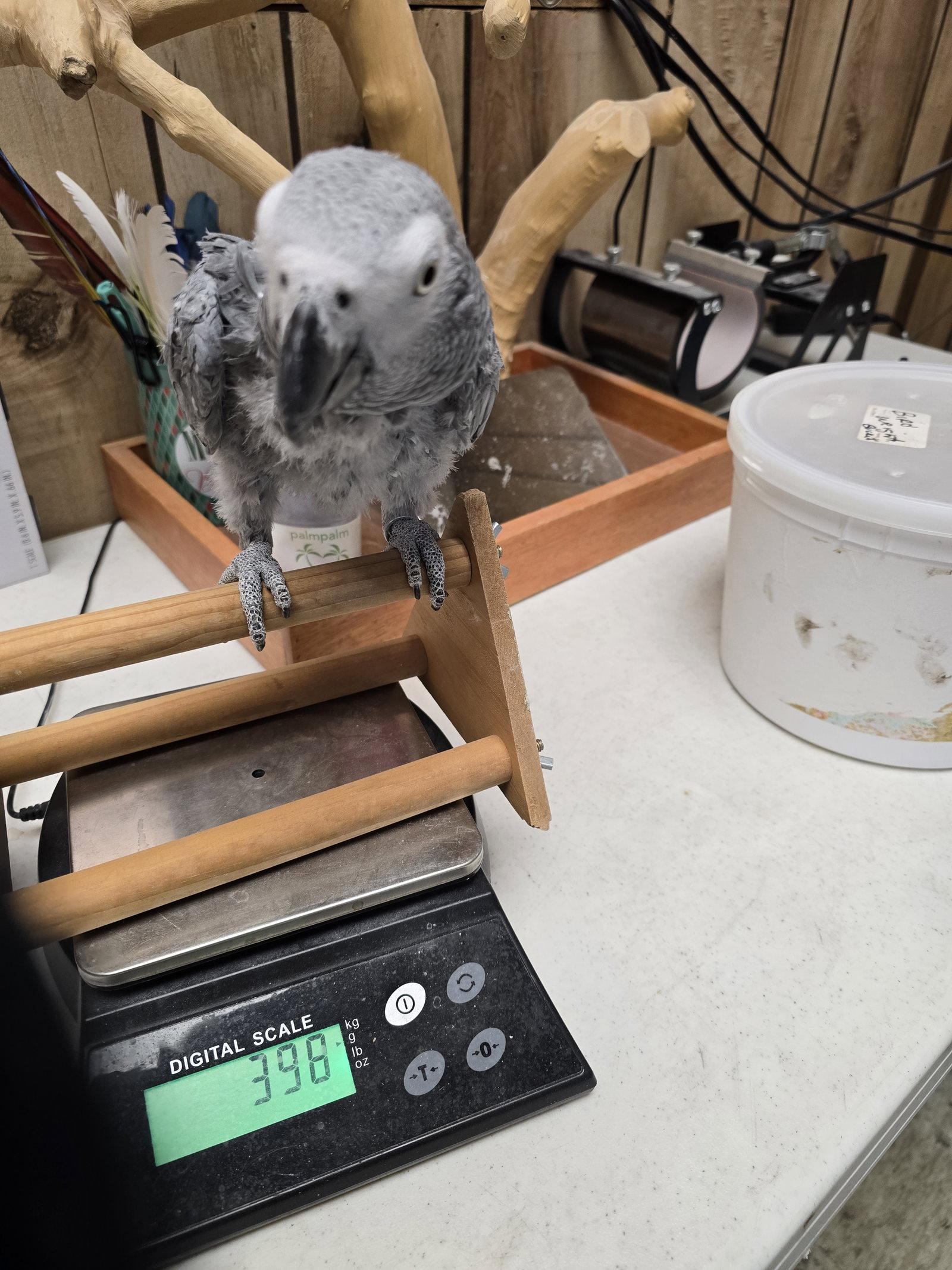 Enlarge Pepper, a Adoptable African Grey in Inverness, FL image 3/3