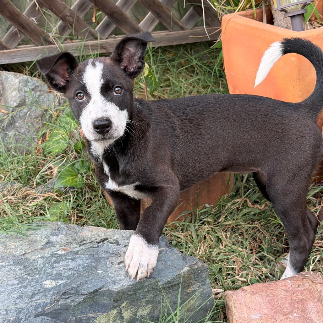 Mia, Adopted, Puppy Female Shepherd & Chihuahua.