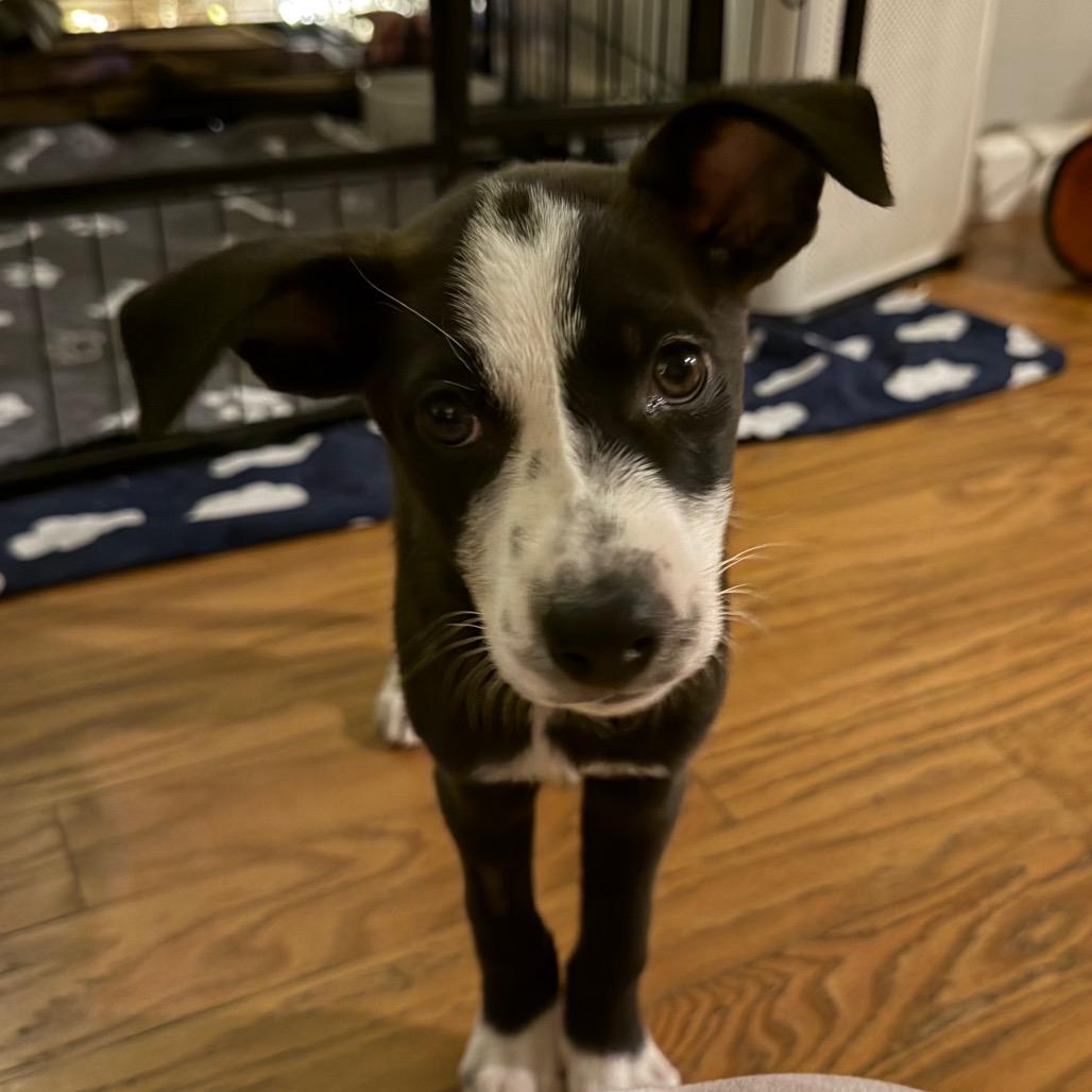 Enlarge Mia, a Adopted mixed breed in Sacramento, CA image 2/6