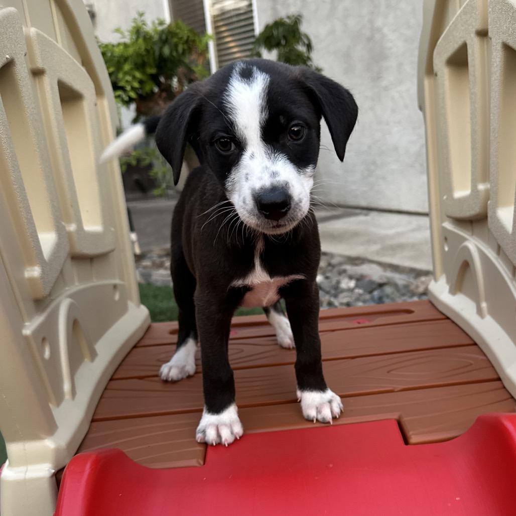 Enlarge Mia, a Adopted mixed breed in Sacramento, CA image 3/6