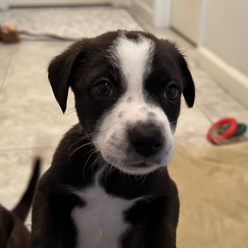 Enlarge Mia, a Adopted mixed breed in Sacramento, CA image 5/6