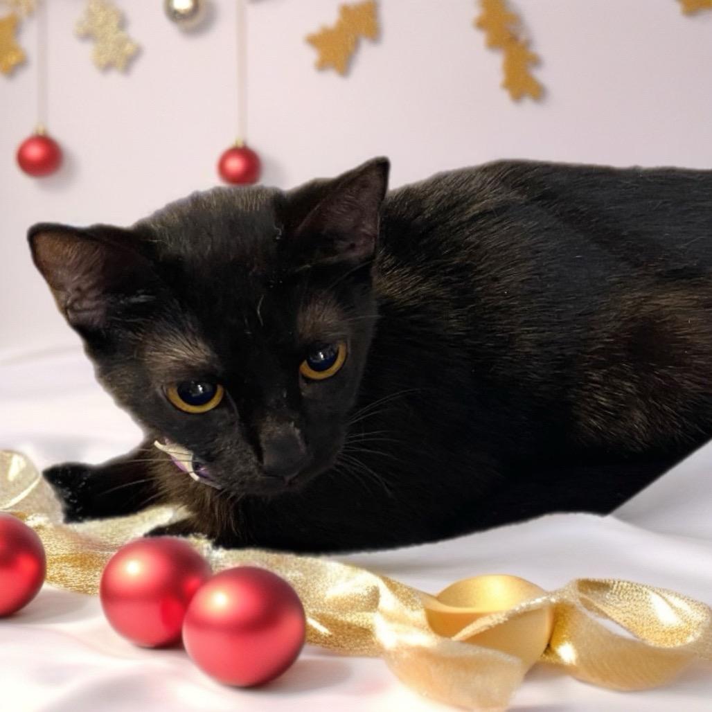 Bella, Adoptable, Young Female Domestic Short Hair.