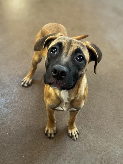 Zapata, Adoptable, Adult Female Boxer.