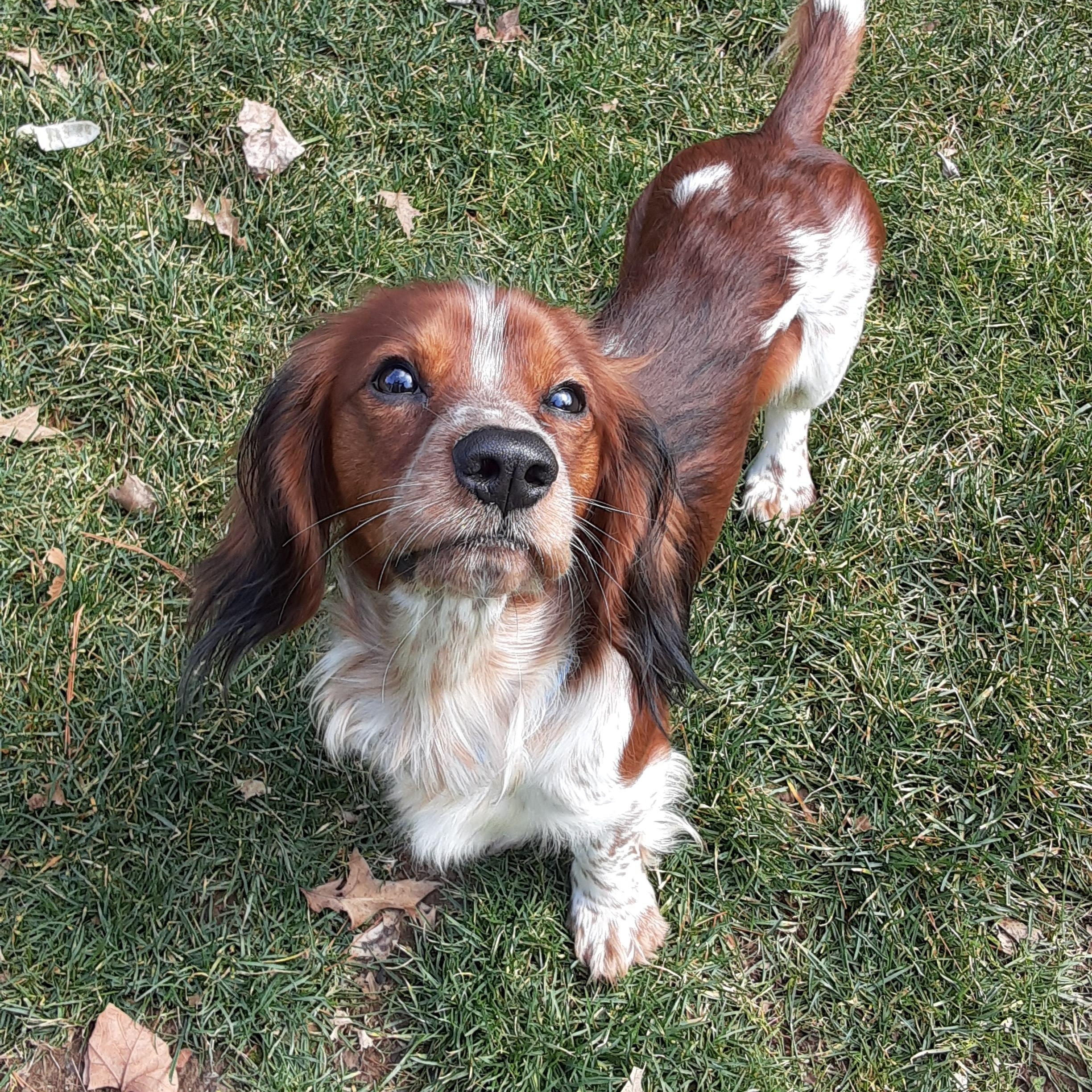 Enlarge Jack, a ADOPTABLE mixed breed in Grove City, OH image 3/6