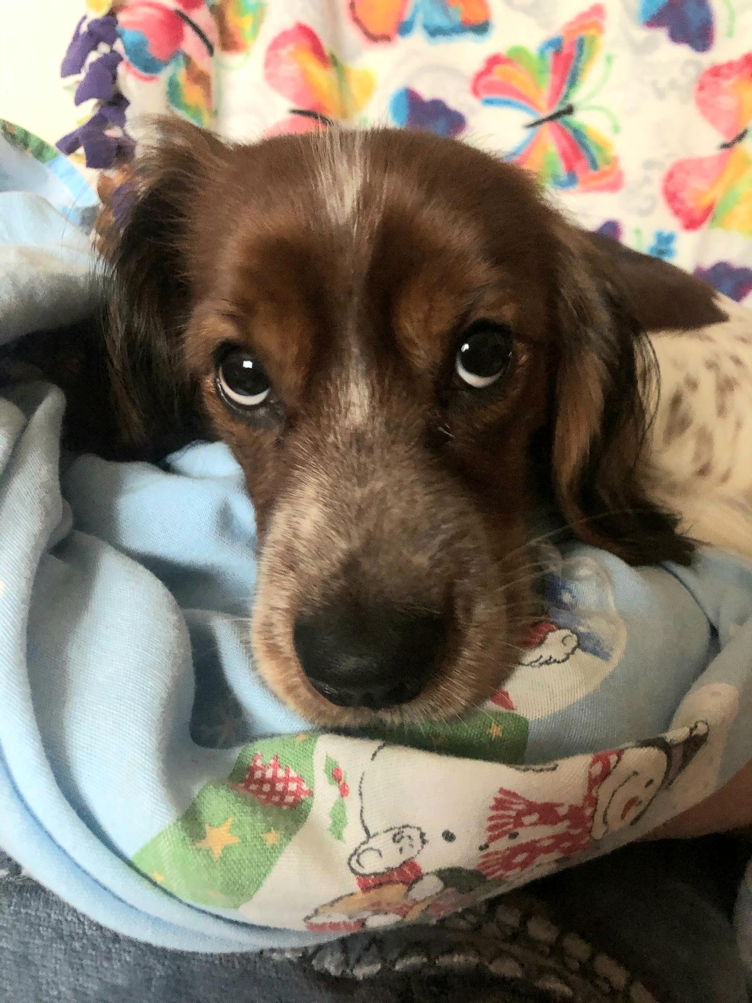 Enlarge Jack, a ADOPTABLE mixed breed in Grove City, OH image 6/6