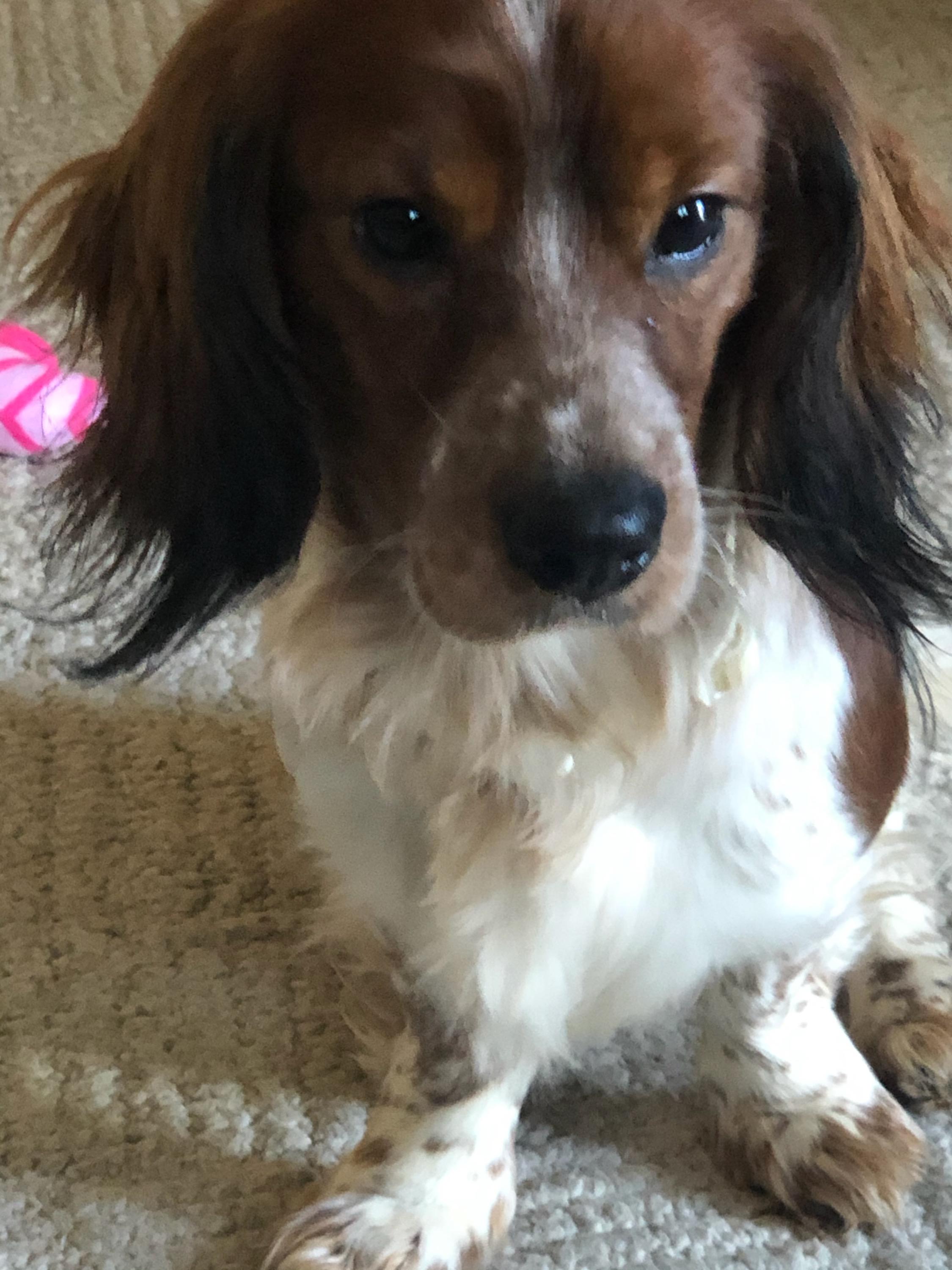 Enlarge Jack, a ADOPTABLE mixed breed in Grove City, OH image 2/6