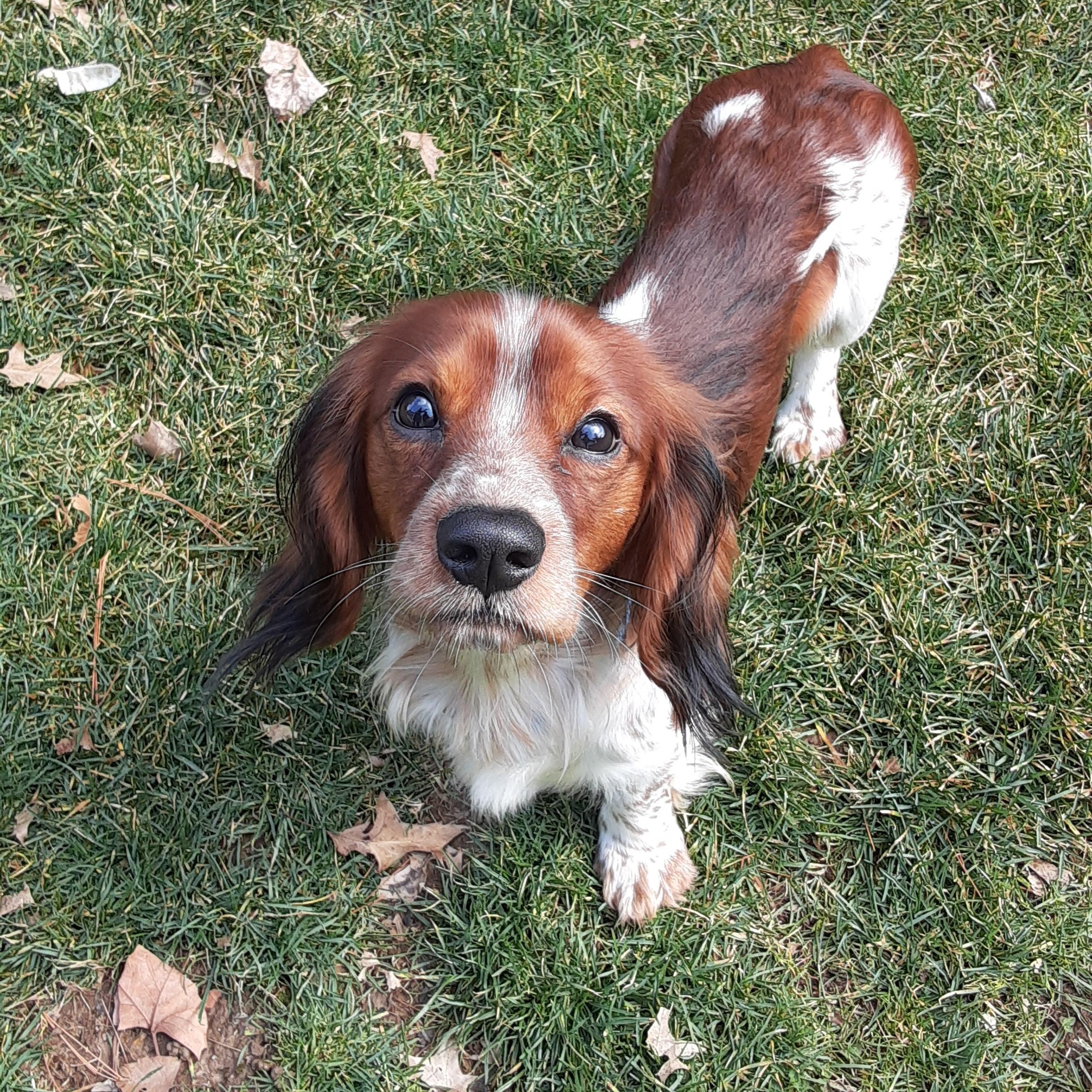 Enlarge Jack, a ADOPTABLE mixed breed in Grove City, OH image 5/6