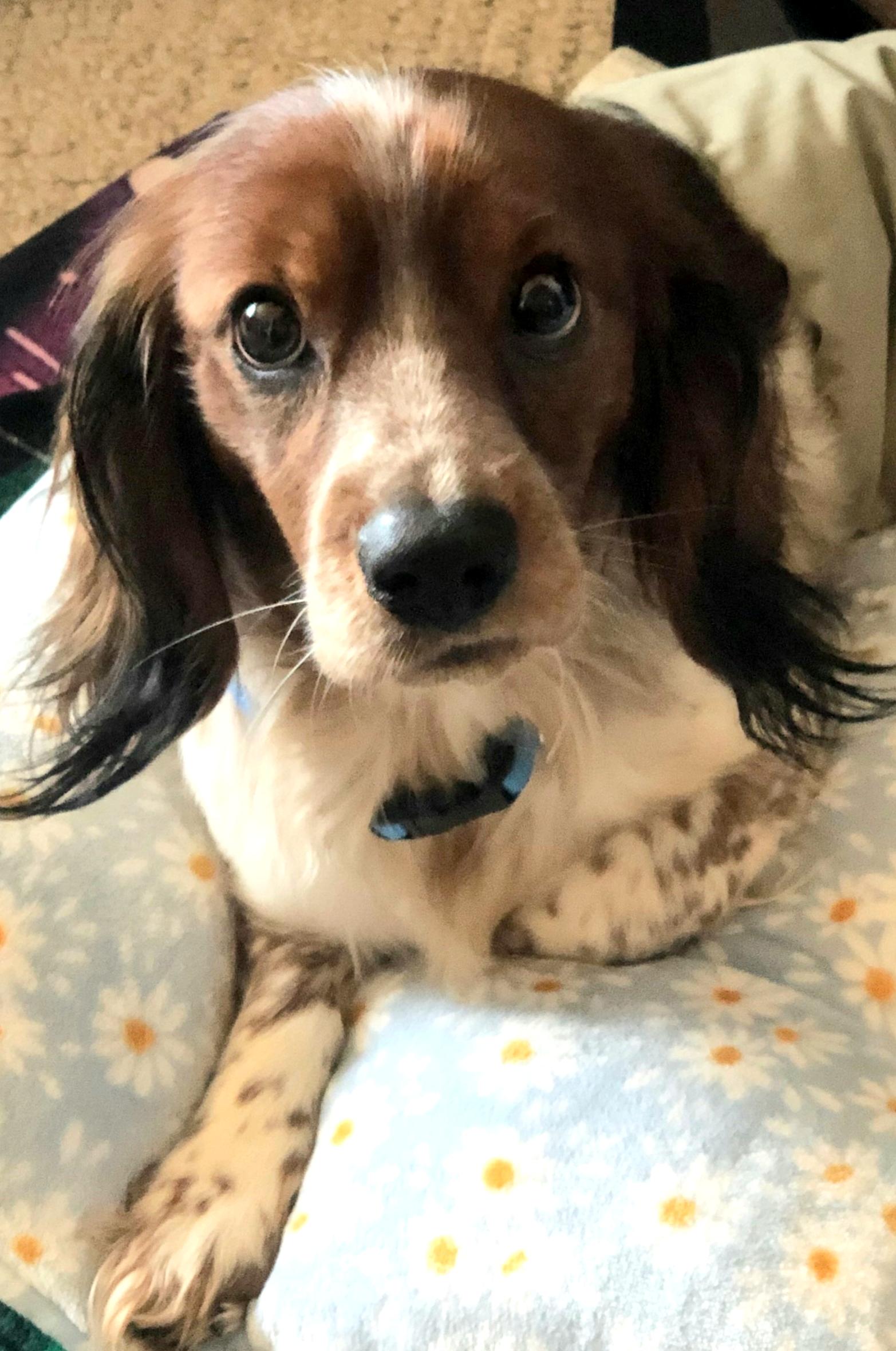 Enlarge Jack, a ADOPTABLE mixed breed in Grove City, OH image 4/6