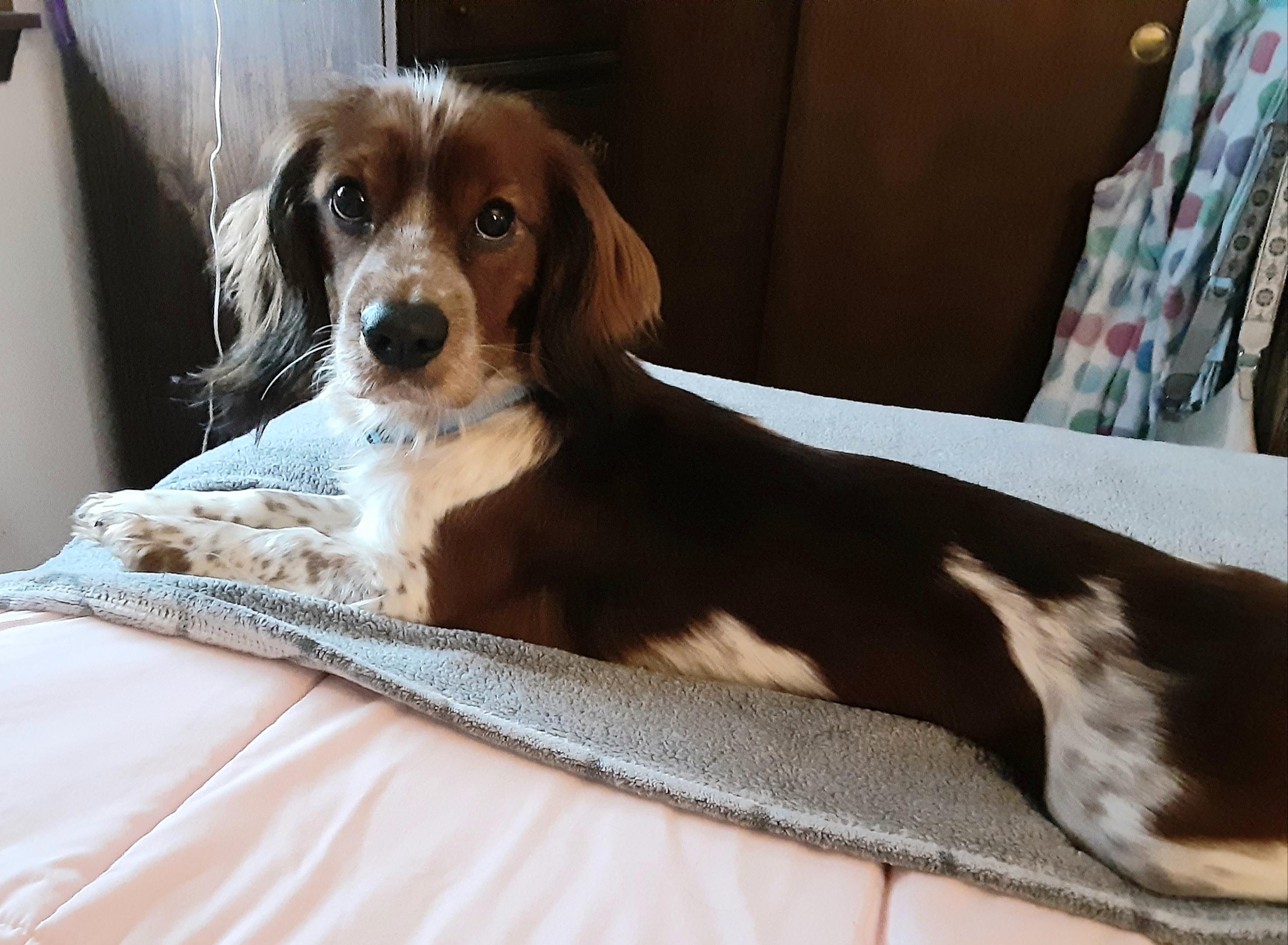 Jack, ADOPTABLE, Adult Male Dachshund (Long Haired) & Cavalier King Charles Spaniel.