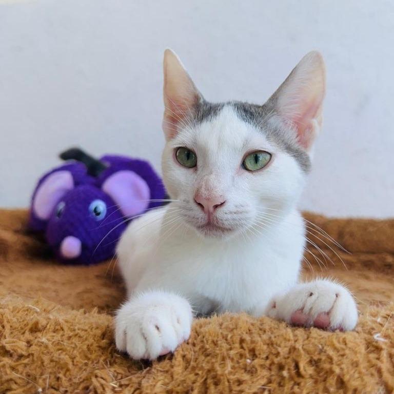 Kaspurr photo 6