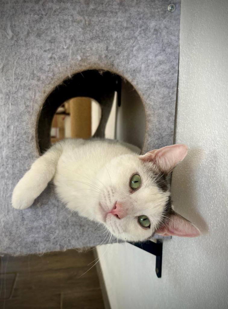 Kaspurr, Young Male American Shorthair