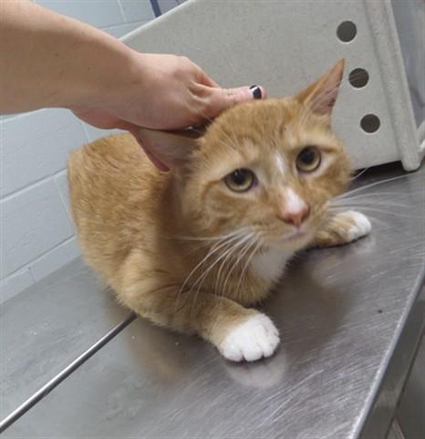 Enlarge EDDIE, a Adoptable Domestic Short Hair in Augusta, GA image 1/1