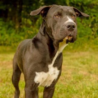 Biggie, Adoptable, Adult Male Pit Bull Terrier & Mixed Breed.