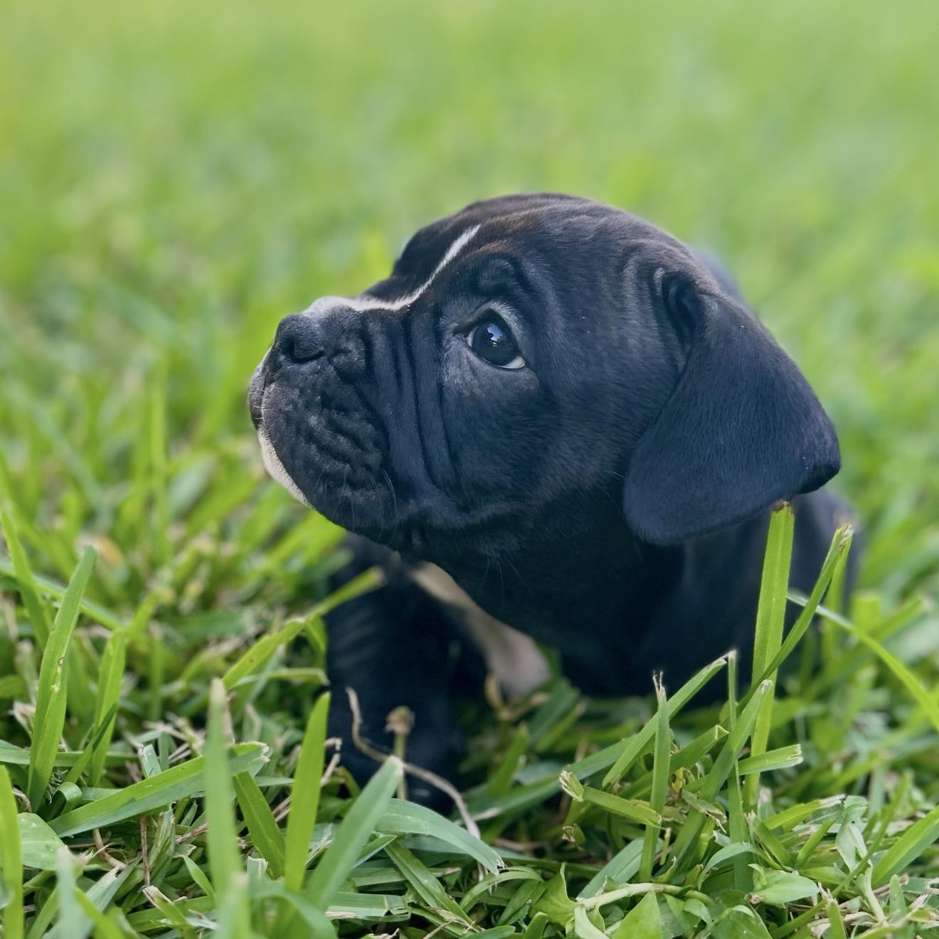 Meet Frodo Baggins Frodo is part of the Beloved Literary Figures Litter born mid-May 2025 Hes a 