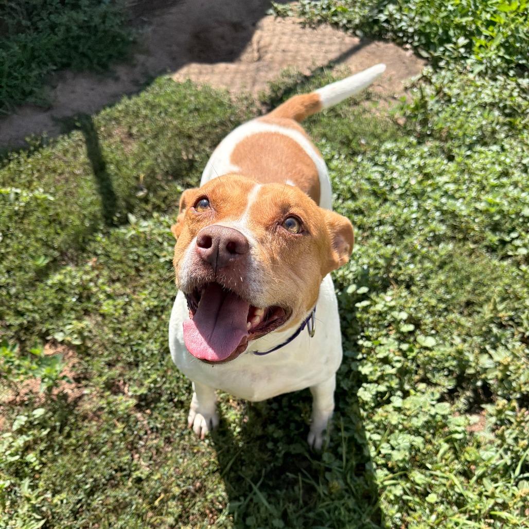 Sandy, Adoptable, Adult Female Pit Bull Terrier & Mixed Breed.