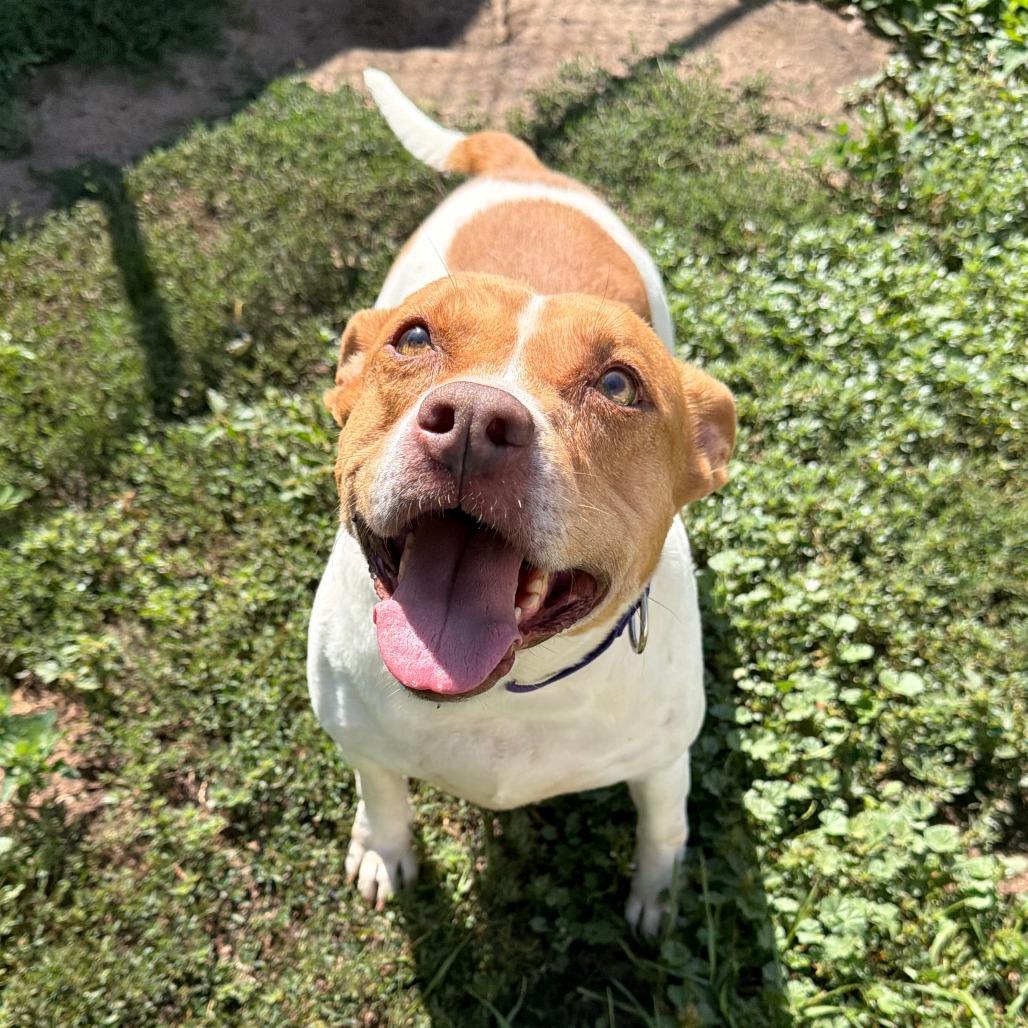 Enlarge Sandy, a Adoptable mixed breed in Wadena, MN image 2/5