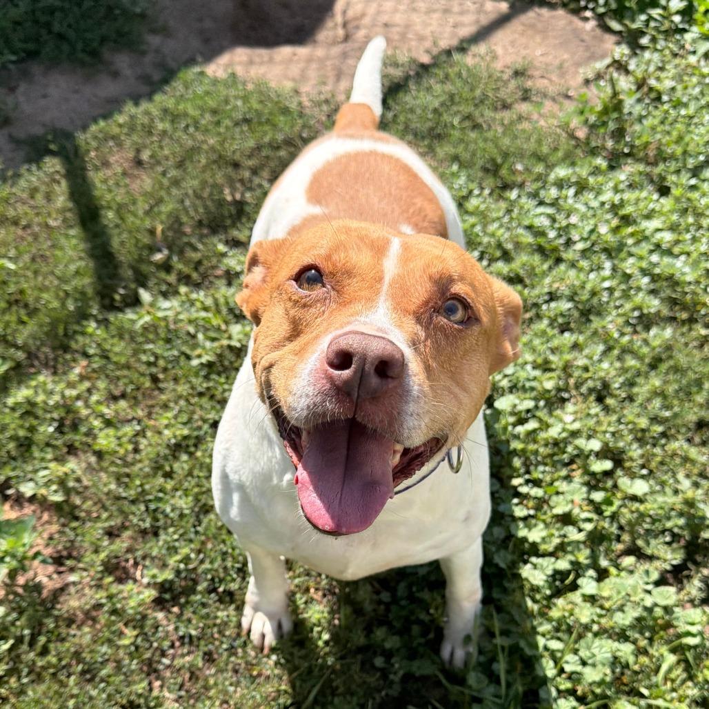 Enlarge Sandy, a Adoptable mixed breed in Wadena, MN image 3/5