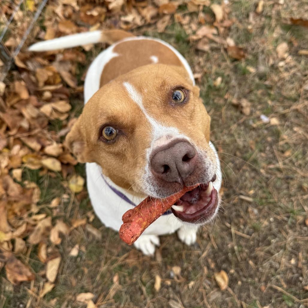 Enlarge Sandy, a Adoptable mixed breed in Wadena, MN image 3/6