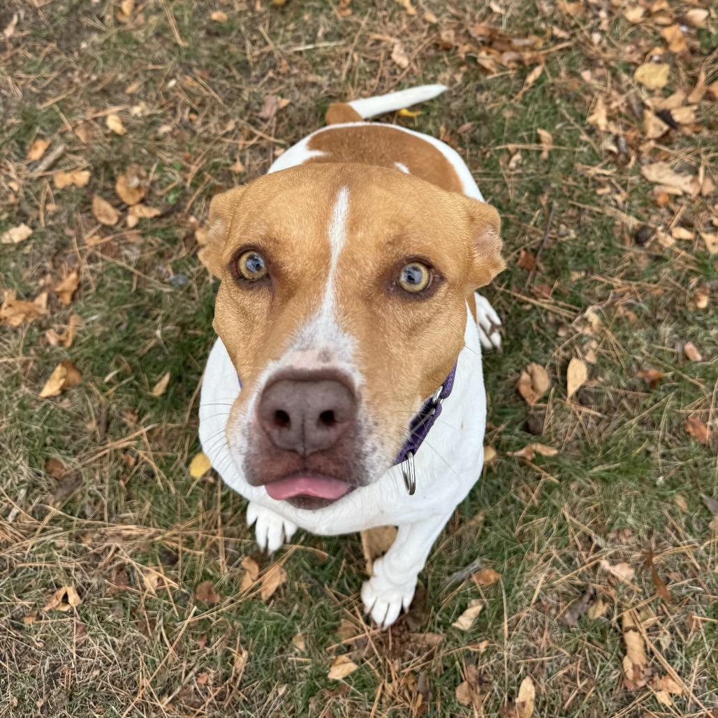 Enlarge Sandy, a Adoptable mixed breed in Wadena, MN image 4/6