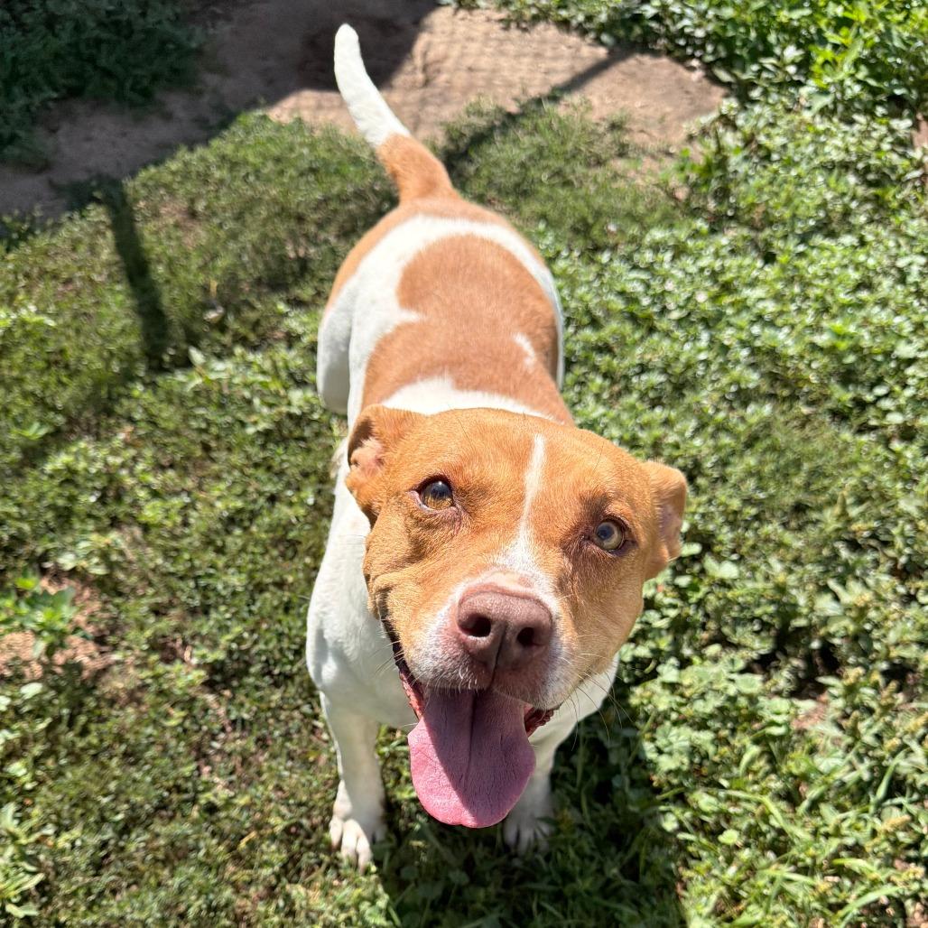 Enlarge Sandy, a Adoptable mixed breed in Wadena, MN image 4/5
