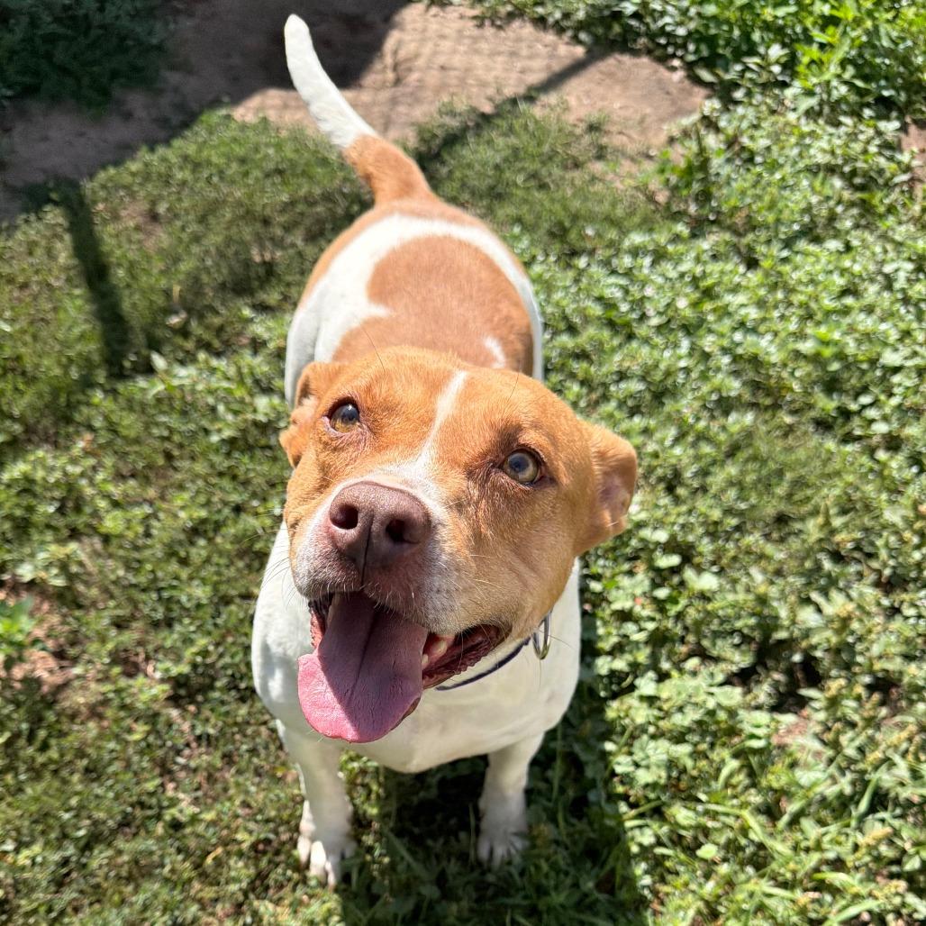 Enlarge Sandy, a Adoptable mixed breed in Wadena, MN image 5/5