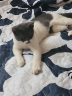 Enlarge Miss Mustache, a Adoptable Domestic Short Hair in Sierra Vista, AZ image 2/3